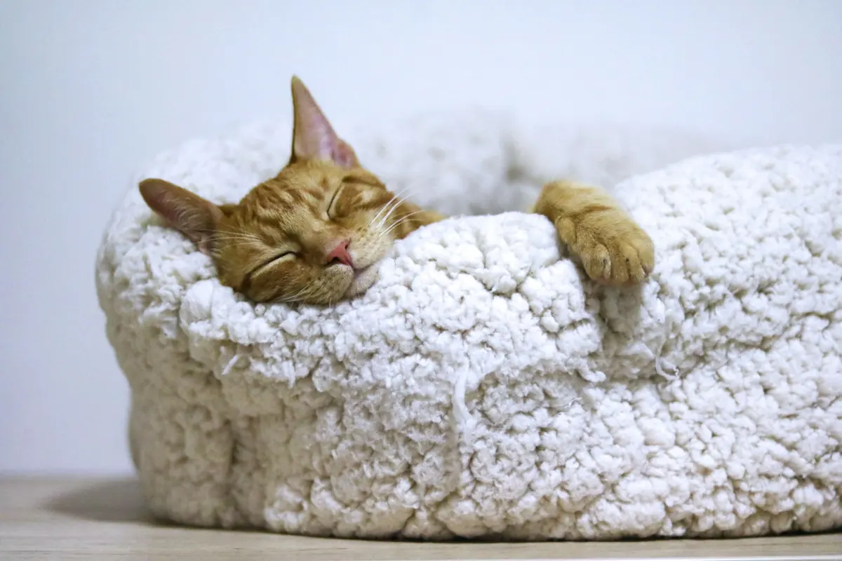 An orange tabby cat asleep in a fluffy white bed