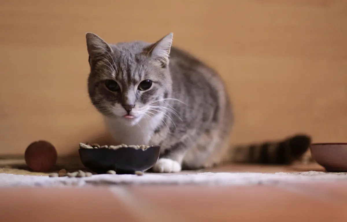 A gray tabby cat eating from a food bowl at home